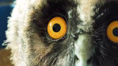 Baykuş gözleri yakın plan. Kuş gözlerini yakın çekimde kırpıyor. Avrupa baykuşunun portresi. Baykuş göz kırpar ve ağzını açar. Stüdyo. Avrasya Kartalı Baykuşu yavaş çekimde göz kırpıyor.