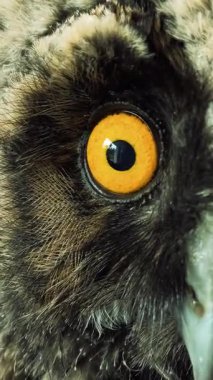 Baykuş gözleri yakın plan. Kuş gözlerini yakın çekimde kırpıyor. Avrupa baykuşunun portresi. Baykuş göz kırpar ve ağzını açar. Stüdyo. Avrasya Kartalı Baykuşu yavaş çekimde göz kırpıyor.