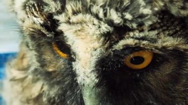 Baykuş gözleri yakın plan. Kuş gözlerini yakın çekimde kırpıyor. Avrupa baykuşunun portresi. Baykuş göz kırpar ve ağzını açar. Stüdyo. Avrasya Kartalı Baykuşu yavaş çekimde göz kırpıyor.