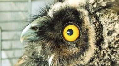 Baykuş gözleri yakın plan. Kuş gözlerini yakın çekimde kırpıyor. Avrupa baykuşunun portresi. Baykuş göz kırpar ve ağzını açar. Stüdyo. Avrasya Kartalı Baykuşu yavaş çekimde göz kırpıyor.