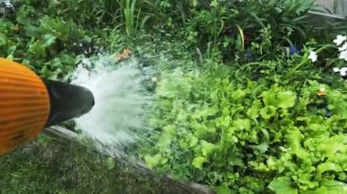 Bahçıvan bahçeyi bir hortumla sular. Yaz kuraklığı sırasında bahçe hortumuyla yeşil arka bahçe çimlerini sulamak..