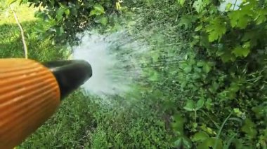 Bahçıvan bahçeyi bir hortumla sular. Yaz kuraklığı sırasında bahçe hortumuyla yeşil arka bahçe çimlerini sulamak..