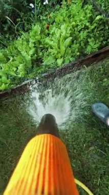 Bahçıvan bahçeyi bir hortumla sular. Yaz kuraklığı sırasında bahçe hortumuyla yeşil arka bahçe çimlerini sulamak..