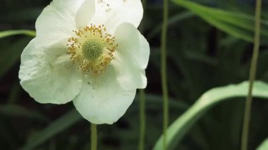 Beyaz güzel yaz çiçekleri. Rüzgarda sallanan çiçekler. Yerde beyaz zarif çiçekler var. Bahçedeki çiçek tarhı.