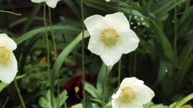 Beyaz güzel yaz çiçekleri. Rüzgarda sallanan çiçekler. Yerde beyaz zarif çiçekler var. Bahçedeki çiçek tarhı.