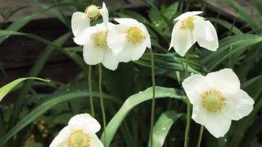 Beyaz güzel yaz çiçekleri. Rüzgarda sallanan çiçekler. Yerde beyaz zarif çiçekler var. Bahçedeki çiçek tarhı.