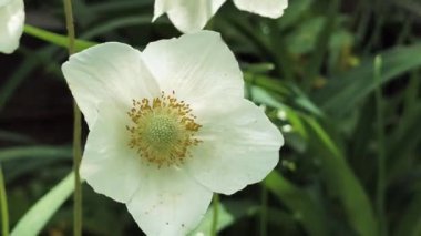 Beyaz güzel yaz çiçekleri. Rüzgarda sallanan çiçekler. Yerde beyaz zarif çiçekler var. Bahçedeki çiçek tarhı.