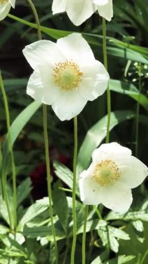 Beyaz güzel yaz çiçekleri. Rüzgarda sallanan çiçekler. Yerde beyaz zarif çiçekler var. Bahçedeki çiçek tarhı.