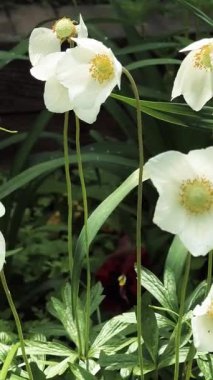 Beyaz güzel yaz çiçekleri. Rüzgarda sallanan çiçekler. Yerde beyaz zarif çiçekler var. Bahçedeki çiçek tarhı.