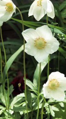 Beyaz güzel yaz çiçekleri. Rüzgarda sallanan çiçekler. Yerde beyaz zarif çiçekler var. Bahçedeki çiçek tarhı.