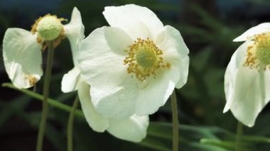 Beyaz güzel yaz çiçekleri. Rüzgarda sallanan çiçekler. Yerde beyaz zarif çiçekler var. Bahçedeki çiçek tarhı.