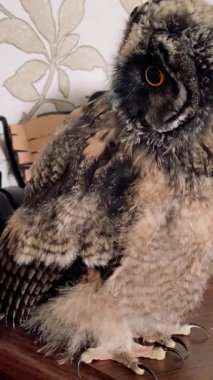 Dikey video 4k baykuş yavrusu. Baykuş piliç. Uzun kulaklı baykuş. Kuşlara yakın çekim. Yırtıcı kuş.