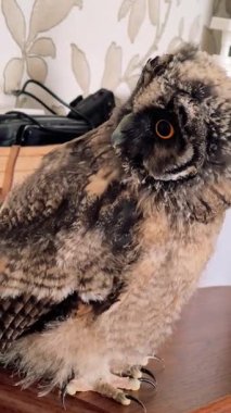 Dikey video 4k baykuş yavrusu. Baykuş piliç. Uzun kulaklı baykuş. Kuşlara yakın çekim. Yırtıcı kuş.