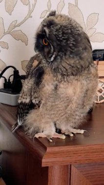 Dikey video 4k baykuş yavrusu. Baykuş piliç. Uzun kulaklı baykuş. Kuşlara yakın çekim. Yırtıcı kuş.