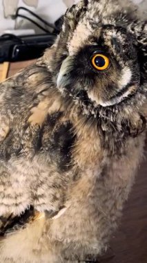 Dikey video 4k baykuş yavrusu. Baykuş piliç. Uzun kulaklı baykuş. Kuşlara yakın çekim. Yırtıcı kuş.