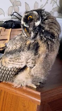 Dikey video 4k baykuş yavrusu. Baykuş piliç. Uzun kulaklı baykuş. Kuşlara yakın çekim. Yırtıcı kuş.