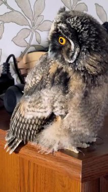 Dikey video 4k baykuş yavrusu. Baykuş piliç. Uzun kulaklı baykuş. Kuşlara yakın çekim. Yırtıcı kuş.