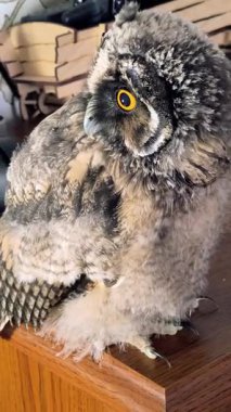 Dikey video 4k baykuş yavrusu. Baykuş piliç. Uzun kulaklı baykuş. Kuşlara yakın çekim. Yırtıcı kuş.