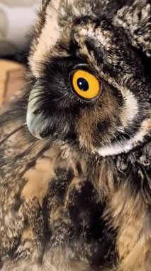 Dikey video 4k baykuş yavrusu. Baykuş piliç. Uzun kulaklı baykuş. Kuşlara yakın çekim. Yırtıcı kuş.