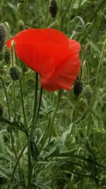 Video 4k kırmızı haşhaş. Rüzgardaki kırmızı çiçek. kırmızı gelincik.