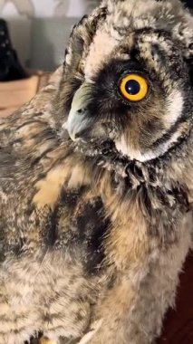 Video 4k kırmızı haşhaş. Rüzgardaki kırmızı çiçek. kırmızı gelincik.