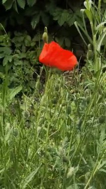 Video 4k kırmızı haşhaş. Rüzgardaki kırmızı çiçek. kırmızı gelincik.