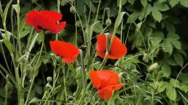 Video 4k kırmızı haşhaş. Rüzgardaki kırmızı çiçek. kırmızı gelincik.