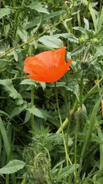 Video 4k kırmızı haşhaş. Rüzgardaki kırmızı çiçek. kırmızı gelincik.