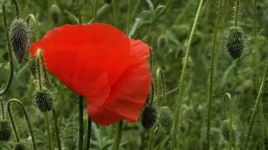 Video 4k kırmızı haşhaş. Rüzgardaki kırmızı çiçek. kırmızı gelincik.