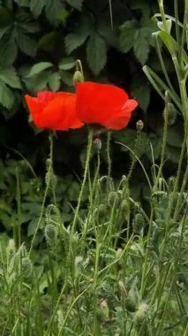 Video 4k kırmızı haşhaş. Rüzgardaki kırmızı çiçek. kırmızı gelincik.