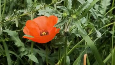 Video 4k kırmızı haşhaş. Rüzgardaki kırmızı çiçek. kırmızı gelincik.
