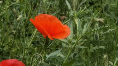 Video 4k kırmızı haşhaş. Rüzgardaki kırmızı çiçek. kırmızı gelincik.