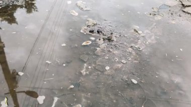 Yansımalı su birikintisi. Su birikintisindeki yansıma. Yağmur damlaları şehrin kaldırımlarına ışık yansıyan su birikintisinin üzerine düşüyor, yağmur gece, hava veya çevre ışıklarıyla düşüyor, hiç kimse