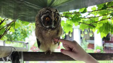 Baykuş hazır. Yavru kuş elle oynar. Bebek baykuş parmaklarıyla oynar. Yırtıcı kuş ve el. Uzun kulaklı baykuş. Yüksek çözünürlüklü yavaş çekim videosu. Baykuş adam!.