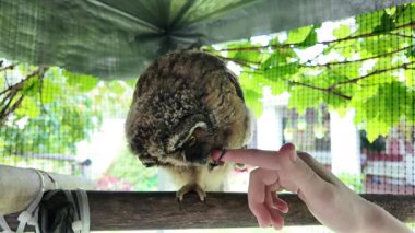 Baykuş hazır. Yavru kuş elle oynar. Bebek baykuş parmaklarıyla oynar. Yırtıcı kuş ve el. Uzun kulaklı baykuş. Yüksek çözünürlüklü yavaş çekim videosu. Baykuş adam!.