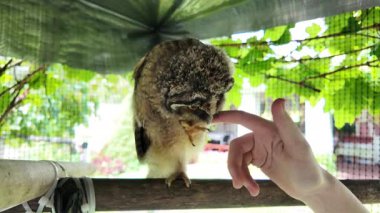 Baykuş hazır. Yavru kuş elle oynar. Bebek baykuş parmaklarıyla oynar. Yırtıcı kuş ve el. Uzun kulaklı baykuş. Yüksek çözünürlüklü yavaş çekim videosu. Baykuş adam!.
