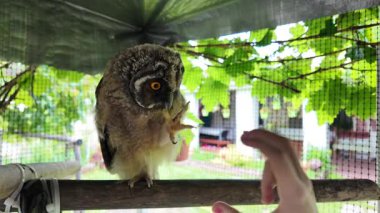 Baykuş hazır. Yavru kuş elle oynar. Bebek baykuş parmaklarıyla oynar. Yırtıcı kuş ve el. Uzun kulaklı baykuş. Yüksek çözünürlüklü yavaş çekim videosu. Baykuş adam!.