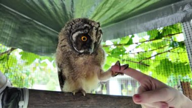 Baykuş hazır. Yavru kuş elle oynar. Bebek baykuş parmaklarıyla oynar. Yırtıcı kuş ve el. Uzun kulaklı baykuş. Yüksek çözünürlüklü yavaş çekim videosu. Baykuş adam!.
