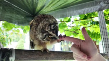 Baykuş hazır. Yavru kuş elle oynar. Bebek baykuş parmaklarıyla oynar. Yırtıcı kuş ve el. Uzun kulaklı baykuş. Yüksek çözünürlüklü yavaş çekim videosu. Baykuş adam!.