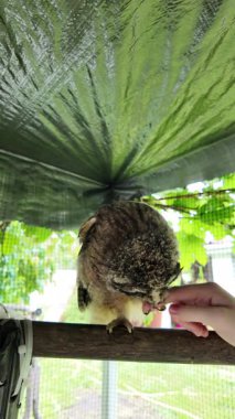 Baykuş hazır. Yavru kuş elle oynar. Bebek baykuş parmaklarıyla oynar. Yırtıcı kuş ve el. Uzun kulaklı baykuş. Yüksek çözünürlüklü yavaş çekim videosu. Baykuş adam!.