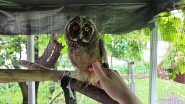 Baykuş hazır. Yavru kuş elle oynar. Bebek baykuş parmaklarıyla oynar. Yırtıcı kuş ve el. Uzun kulaklı baykuş. Yüksek çözünürlüklü yavaş çekim videosu. Baykuş adam!.