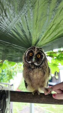 Baykuş hazır. Yavru kuş elle oynar. Bebek baykuş parmaklarıyla oynar. Yırtıcı kuş ve el. Uzun kulaklı baykuş. Yüksek çözünürlüklü yavaş çekim videosu. Baykuş adam!.