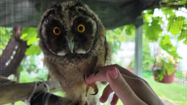 Baykuş hazır. Yavru kuş elle oynar. Bebek baykuş parmaklarıyla oynar. Yırtıcı kuş ve el. Uzun kulaklı baykuş. Yüksek çözünürlüklü yavaş çekim videosu. Baykuş adam!.