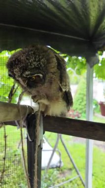 Baykuş hazır. Yavru kuş elle oynar. Bebek baykuş parmaklarıyla oynar. Yırtıcı kuş ve el. Uzun kulaklı baykuş. Yüksek çözünürlüklü yavaş çekim videosu. Baykuş adam!.