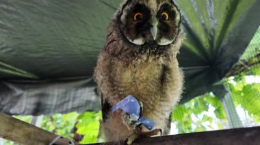 Uzun kulaklı baykuş yavrusu. Baykuş pençesini tutuyor. Baykuş pençeleri. Uzun kulaklı baykuş. Piliç oyuncakla oynuyor. Yüksek çözünürlüklü yavaş çekim videosu.