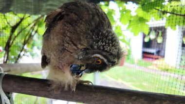 Uzun kulaklı baykuş yavrusu. Baykuş pençesini tutuyor. Baykuş pençeleri. Uzun kulaklı baykuş. Piliç oyuncakla oynuyor. Yüksek çözünürlüklü yavaş çekim videosu.