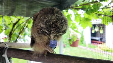 Uzun kulaklı baykuş yavrusu. Baykuş pençesini tutuyor. Baykuş pençeleri. Uzun kulaklı baykuş. Piliç oyuncakla oynuyor. Yüksek çözünürlüklü yavaş çekim videosu.