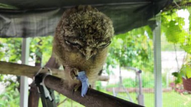 Uzun kulaklı baykuş yavrusu. Baykuş pençesini tutuyor. Baykuş pençeleri. Uzun kulaklı baykuş. Piliç oyuncakla oynuyor. Yüksek çözünürlüklü yavaş çekim videosu.