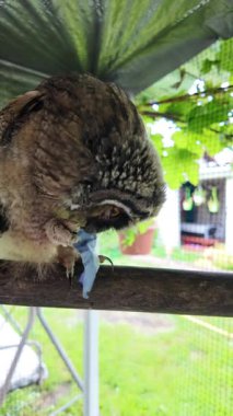 Uzun kulaklı baykuş yavrusu. Baykuş pençesini tutuyor. Baykuş pençeleri. Uzun kulaklı baykuş. Piliç oyuncakla oynuyor. Yüksek çözünürlüklü yavaş çekim videosu.