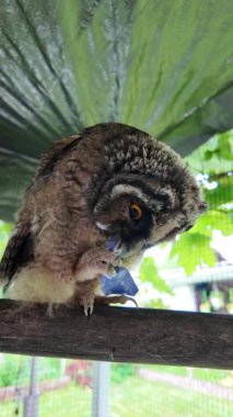 Uzun kulaklı baykuş yavrusu. Baykuş pençesini tutuyor. Baykuş pençeleri. Uzun kulaklı baykuş. Piliç oyuncakla oynuyor. Yüksek çözünürlüklü yavaş çekim videosu.